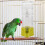2 Budgie Wasserschale Vogelspender Futterautomat Trinker 8