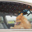 Window Dog Outdoor Huisdierhek Auto 1 5