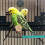 Vogelstand Skyblue En Parkiet 2
