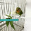 Vogelstand Skyblue En Parkiet 10