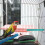 Vogelstand Skyblue En Parkiet 8