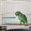 Vogelstand Skyblue En Parkiet 4