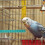Vogelstand Skyblue En Parkiet 6