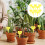 100St Gele Decoratieve Tuinlabels PP Compacte Herbruikbare Plantmarker 5