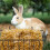 5 Hangend Konijnenvoederer Kleine Dieren 6