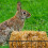 5 Hangend Konijnenvoederer Kleine Dieren 8