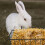 5 Hangend Konijnenvoederer Kleine Dieren 10