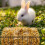 5 Hangend Konijnenvoederer Kleine Dieren 3