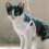 Raindrops 1 Set Kat Halsband En Tuigje Set Kitten Buiten 1