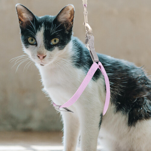 Raindrops 1 Set Kat Halsband En Tuigje Set Kitten Buiten