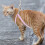 Raindrops 1 Set Kat Halsband En Tuigje Set Kitten Buiten 2