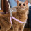 Raindrops 1 Set Kat Halsband En Tuigje Set Kitten Buiten 4