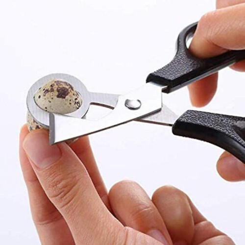 4pcs Quail Egg Cutter Kitchen Egg Shears Tool Quail Egg Shell Cutters Separator Small Quail Egg Cracker Quail Scissors Opener 2
