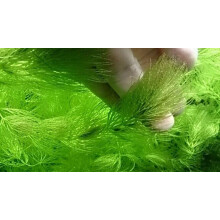 Ceratophyllum demersum Hornwort Oxygenator For Ponds And Lakes, Deep Growth, Algae Control, Low Maintenance 12 Plants