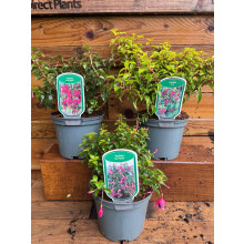 3 Mixed Extra Large Hardy Fuchsia Shrubs in 2/3 Litre Pots By Direct Plants