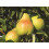 Pyrus Concord Pear Fruit Tree 4-5ft in a 3 Litre Pot By Direct Plans 1