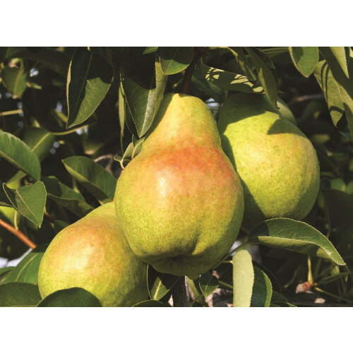 Pyrus Concord Pear Fruit Tree 4-5ft in a 3 Litre Pot By Direct Plans