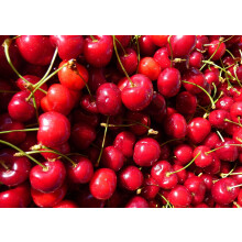 Stella Cherry Fruit Tree 5-6ft Tree in a 7.5 Litre Pot By Direct Plants