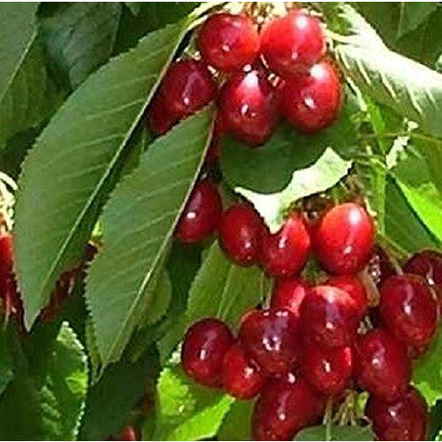 Stella Cherry Fruit Tree 5-6ft Tree in a 7.5 Litre Pot By Direct Plants 1