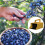 Blueberry Picking with Comb and Handle Easier Blueberry Picking 10