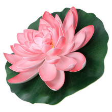 1St Roze Lotus Voor Vijver En Binnentuin