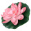 1St Roze Lotus Voor Vijver En Binnentuin 1