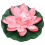 1St Roze Lotus Voor Vijver En Binnentuin 6