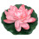 1St Roze Lotus Voor Vijver En Binnentuin 10