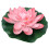 1St Roze Lotus Voor Vijver En Binnentuin 5