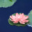 1St Roze Lotus Voor Vijver En Binnentuin 11