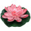 1St Roze Lotus Voor Vijver En Binnentuin 8