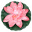 1St Roze Lotus Voor Vijver En Binnentuin 7