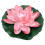 1St Roze Lotus Voor Vijver En Binnentuin 9