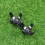 2 Putter Set Golfball Halter Clip Greifer Für 9