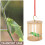 Insectenkooi Opbergbox Wilde Krekels 1 Pack 7