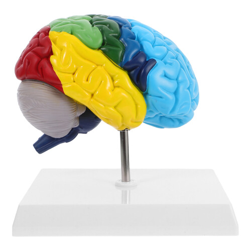 Human Brain Model 1:1 Für Medizinisches Studium