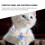 Pet Halsband Eisen Hochzeitsaccessoire 10