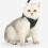 Pet Kat Grijs 1 Dagelijks 10