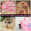 Chinchilla Hamster Transportbox Mit Futterer Set 9