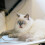 Cat Food Can Lids 1 Set 14x3,5 Cm 11
