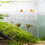 Fish Brutkasten Transparent Kunststoff Doppelschichtig 1Set 11