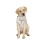 Pet Bib Taschentuch Kleidung 8