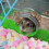 5 Packs Gewatteerde Dekens Cavia En Konijn 8