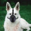 Puppy Loop Hond Mondkap Muzzle Mask Tegen Bijten Lijken 6