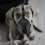 Puppy Loop Hond Mondkap Muzzle Mask Tegen Bijten Lijken 4