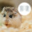 8Stk Hamster Spielbereich Eisen Draht 8