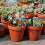 25St Drip Irrigation 4/7 Einstellbare Tropfer Bewässerung 5
