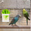 Bird Cage Papageienfutterbehälter Weiß Set 10