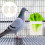 Bird Cage Papageienfutterbehälter Weiß Set 7