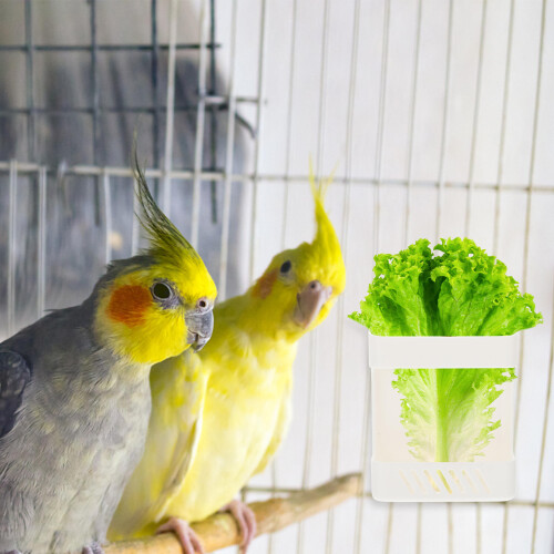 Bird Cage Papageienfutterbehälter Weiß Set 2